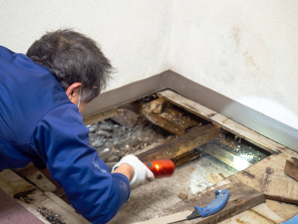 Best Certified Mold Removal  in Brown City, MI