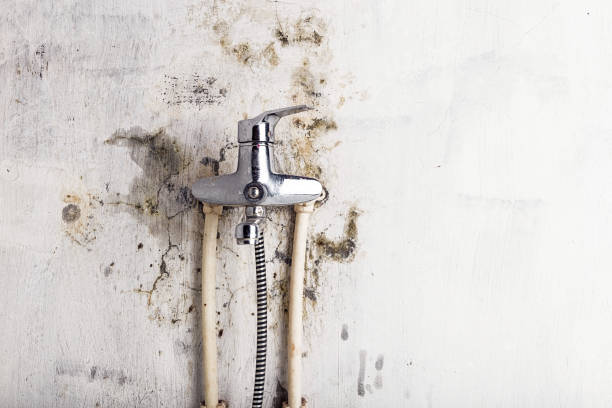 Best Mold Cleaning Services  in Brown City, MI