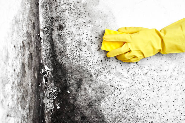 Brown City, MI Mold Removal Company