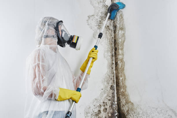 Best Crawl Space Mold Removal  in Brown City, MI