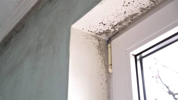 Best Local Mold Removal Service  in Brown City, MI