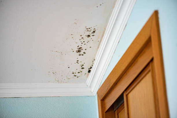 Best Attic Mold Removal  in Brown City, MI