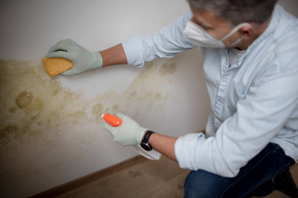 Best Same-Day Mold Removal  in Brown City, MI