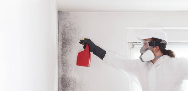 Best Residential Mold Removal  in Brown City, MI