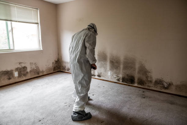 Best Professional Mold Removal  in Brown City, MI