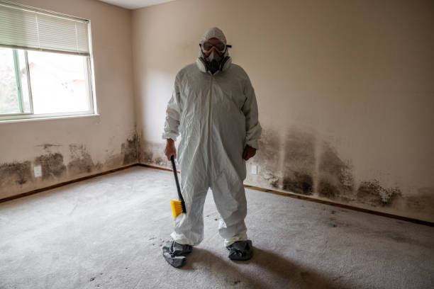 Best Mold Damage Repair  in Brown City, MI