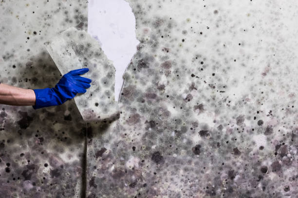 Best Black Mold Removal  in Brown City, MI