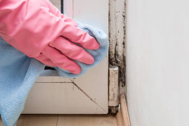 Best Commercial Mold Removal  in Brown City, MI