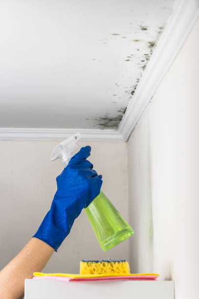 Home Mold Removal in Brown City, MI
